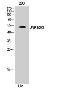 Western blot analysis of 293 cells using Anti-JNK1 + JNK2 + JNK3 Antibody