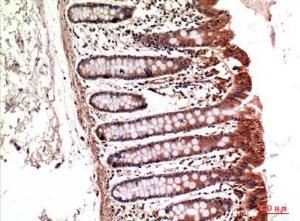 Immunohistochemical analysis of paraffin-embedded mouse kidney using Anti-ITGA5 Antibody