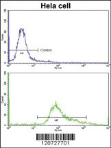 Anti-GMPS Rabbit Polyclonal Antibody