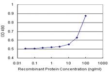 Anti-TNFSF13B Polyclonal Antibody Pair