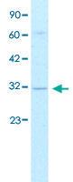 Anti-DBP Rabbit Polyclonal Antibody