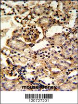 Anti-GMPS Rabbit Polyclonal Antibody