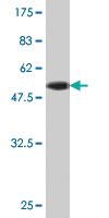 Anti-PAFAH1B3 Mouse Monoclonal Antibody [clone: 3G6]