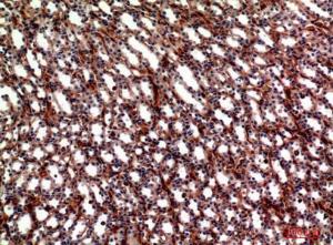 Immunohistochemical analysis of paraffin-embedded mouse kidney using Anti-ITGA5 Antibody