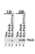 Anti-PNCK Rabbit Polyclonal Antibody