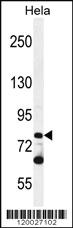 Anti-PCDHB10 Rabbit Polyclonal Antibody