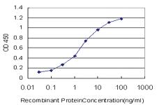 Anti-STAG1 Mouse Monoclonal Antibody [clone: 2E9]