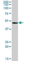 Anti-CA14 Mouse Polyclonal Antibody