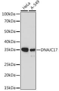 Western blot analysis of extracts of various cell lines, using Anti-DNAJC17 Antibody (A307090) at 1:1,000 dilution