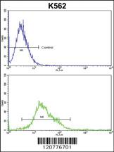 Anti-PTK2 Rabbit Polyclonal Antibody