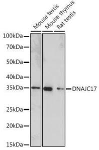 Western blot analysis of extracts of various cell lines, using Anti-DNAJC17 Antibody (A307090) at 1:1,000 dilution