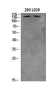 Western blot analysis of extracts from 293, L929 cells using Anti-ITGA4 Antibody