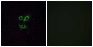 Immunofluorescence analysis of A549 cells using Anti-OR2Y1 Antibody. The right hand panel represents a negative control, where the antibody was pre-incubated with the immunising peptide