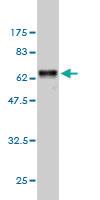 Anti-TNFSF13B Mouse Monoclonal Antibody [clone: 1C11]