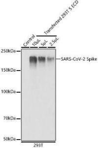 Western blot analysis of extracts of 293T and transfected 293T-S ECD (His-tag), using Anti-SARS-CoV-2 Spike Glycoprotein Antibody (A308165) at 1:1,000 dilution. Lysates/proteins: 25µg per lane. Blocking buffer: 3% non-fat dry milk in TBST. Detection was with an ECL Basic Kit. Exposure time: 1s.