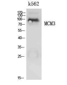 Western blot analysis of extracts from K562 cells using Anti-MCM3 Antibody