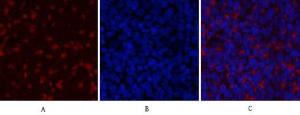 Anti-Jak2 Rabbit Polyclonal Antibody