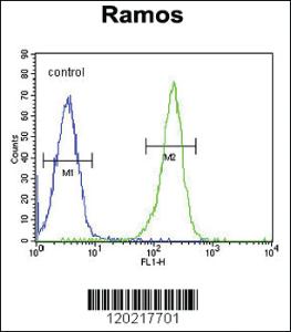 Anti-PAX5 Rabbit Polyclonal Antibody