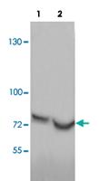 Anti-CAPG Rabbit Polyclonal Antibody