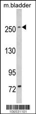 Anti-LRRK1 Rabbit Polyclonal Antibody