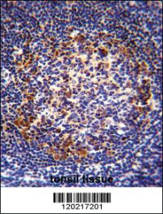 Anti-PAX5 Rabbit Polyclonal Antibody