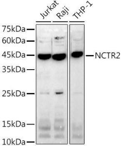 Western blot analysis of extracts of various cell lines, using Anti-NK-p44 Antibody [ARC2719] (A307091) at 1:1,000 dilution. The secondary antibody was Goat Anti-Rabbit IgG H&L Antibody (HRP) at 1:10,000 dilution.