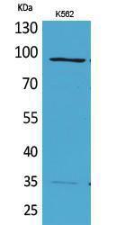 Western blot analysis of K562 cells using Anti-MCM3 Antibody