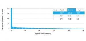 Analysis of protein array containing more than 19000 full-length human proteins using Anti-SOX9 Antibody [SOX9/2387]