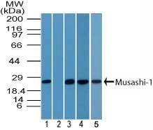 Anti-MSI1 Rabbit Polyclonal Antibody