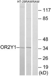 Western blot analysis of lysates from RAW264.7 and HT-29 cells using Anti-OR2Y1 Antibody. The right hand lane represents a negative control, where the antibody is blocked by the immunising peptide