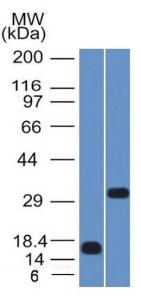 Antibody anti-SOX2 SOX21792 100 µg