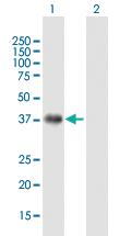 Anti-JUN Mouse Polyclonal Antibody