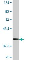 Anti-CHURC1 Mouse Monoclonal Antibody [clone: 2F9]