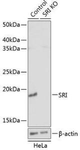 Western blot analysis of extracts from normal (control) and SRI knockout (KO) HeLa cells, using Anti-SR1 Antibody (A307094) at 1:1,000 dilution. The secondary antibody was Goat Anti-Rabbit IgG H&L Antibody (HRP) at 1:10,000 dilution.