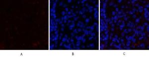 Anti-Jak2 Rabbit Polyclonal Antibody