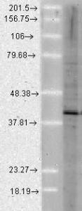 Anti-AHSA1 Rat Monoclonal Antibody [clone: 25F2.D10]