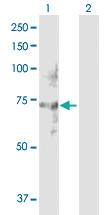 Anti-NET1 Rabbit Polyclonal Antibody