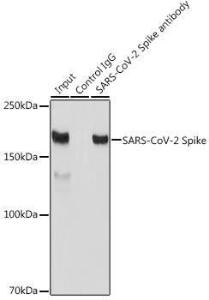 Immunoprecipitation analysis of 300µg extracts of 293T cells using 3µg of Anti-SARS-CoV-2 Spike Glycoprotein Antibody (A308165). This Western blot was performed on the immunoprecipitate using Anti-SARS-CoV-2 Spike Glycoprotein Antibody (A308165) at a dilution of 1:1000.