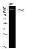 Western blot analysis of extracts from NIH 3T3 cells using Anti-ITGA2 Antibody