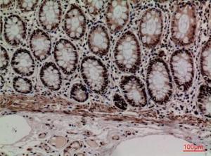 Immunohistochemical analysis of paraffin-embedded human colon using Anti-MCM3 Antibody