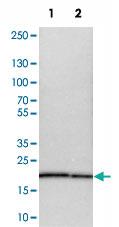 Anti-MPDU1 Rabbit Polyclonal Antibody