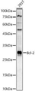 Western blot analysis of 293T, using Anti-Bcl-2 Antibody (A12540) at 1:900 dilution