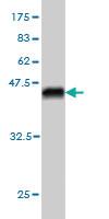 Anti-STK26 Mouse Monoclonal Antibody [clone: 2G6]