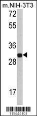 Anti-FHL1 Rabbit Polyclonal Antibody