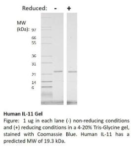 Human recombinant IL-11 (from <i>E. coli</i>)