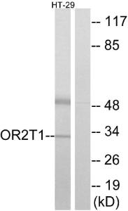 Western blot analysis of lysates from HT-29 cells using Anti-OR2T1 Antibody The right hand lane represents a negative control, where the antibody is blocked by the immunising peptide