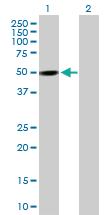 Anti-PXK Mouse Polyclonal Antibody