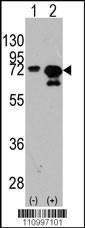 Anti-HSPA1A Rabbit Polyclonal Antibody (HRP (Horseradish Peroxidase))