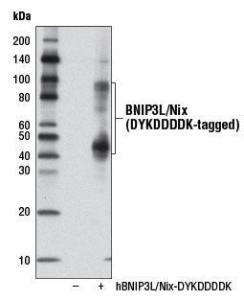 Anti-BNIP3L/Nix Rabbit Monoclonal Antibody [clone: 13G20]