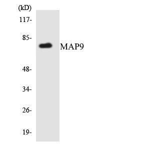 Western blot analysis of the lysates from HUVEC cells using Anti-MAP9 Antibody